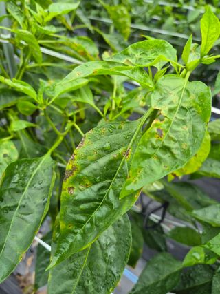 도리님의 고추 · 병해충상담 작성글 사진