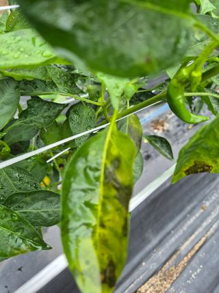 도리님의 고추 · 병해충상담 작성글 사진