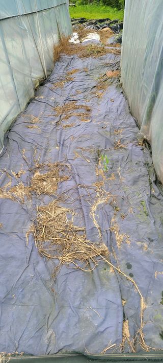 풀잎사랑님의 최고의 제초제는 무엇인가요?🌿 · 참여글 작성글 사진