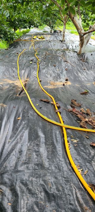 풀잎사랑님의 최고의 제초제는 무엇인가요?🌿 · 참여글 작성글 사진