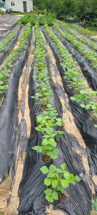 풀잎사랑님의 최고의 제초제는 무엇인가요?🌿 · 참여글 작성글 사진