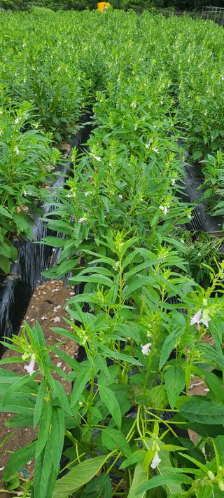 풀잎사랑님의 최고의 제초제는 무엇인가요?🌿 · 참여글 작성글 사진