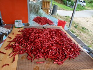 송곡농원님의 고추 · 영농일지 작성글 사진