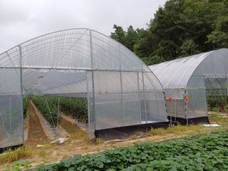 송곡농원님의 고추 · 영농일지 작성글 사진