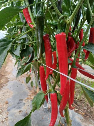 송곡농원님의 고추 · 영농일지 작성글 사진