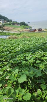 팜모닝 자유주제·자유게시판 게시글 이미지