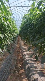 팜모닝 고추·병해충상담 게시글 이미지