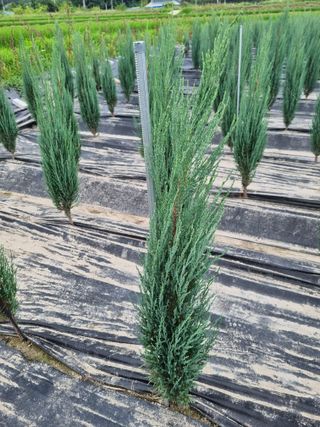 연산나무농장님의 자유주제 · 자유게시판 작성글 사진