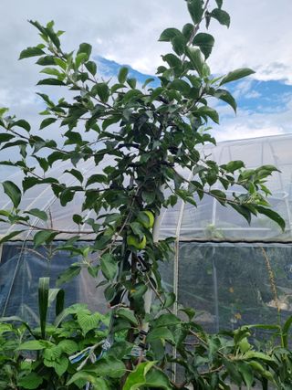 연산나무농장님의 자유주제 · 자유게시판 작성글 사진