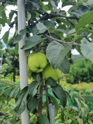 연산나무농장님의 자유주제 · 자유게시판 작성글 사진