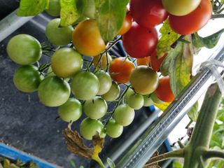 연산나무농장님의 자유주제 · 자유게시판 작성글 사진