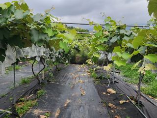 장수 팜 랜드님의 포도 · 영농일지 작성글 사진