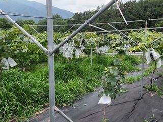 장수 팜 랜드님의 포도 · 영농일지 작성글 사진
