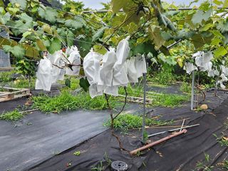 장수 팜 랜드님의 포도 · 영농일지 작성글 사진