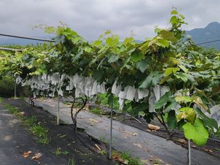 장수 팜 랜드님의 포도 · 영농일지 작성글 사진