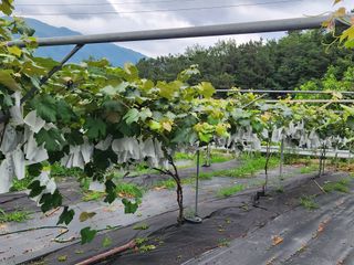 장수 팜 랜드님의 포도 · 영농일지 작성글 사진