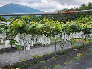 장수 팜 랜드님의 포도 · 영농일지 작성글 사진