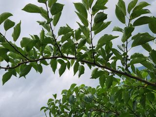 장수 팜 랜드님의 포도 · 영농일지 작성글 사진