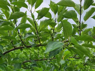 장수 팜 랜드님의 포도 · 영농일지 작성글 사진