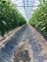 팜모닝 고추·영농일지 게시글 이미지