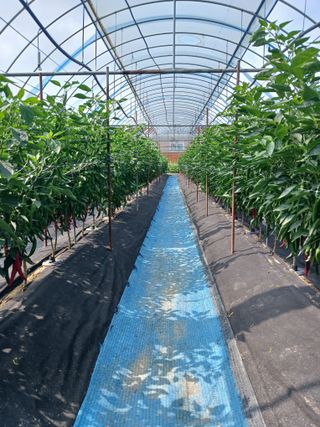 이근홍님의 고추 · 영농일지 작성글 사진