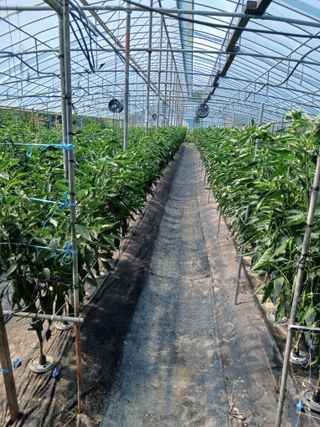 이근홍님의 고추 · 영농일지 작성글 사진