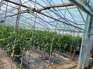 이근홍님의 고추 · 영농일지 작성글 사진