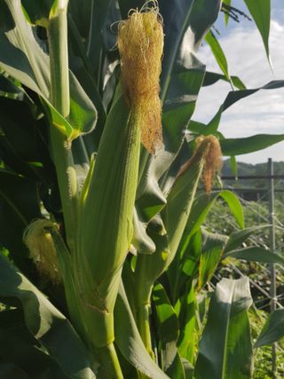 김건호님의 자유주제 · 자유게시판 작성글 사진