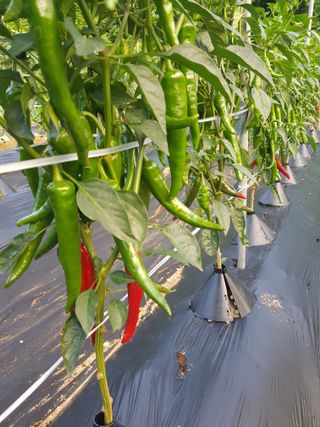 김건호님의 자유주제 · 자유게시판 작성글 사진