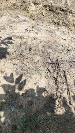 김정희님의 감 · 병해충상담 작성글 사진