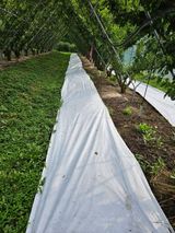 아홉사리 농장님의 자두·자유게시판 작성글 사진