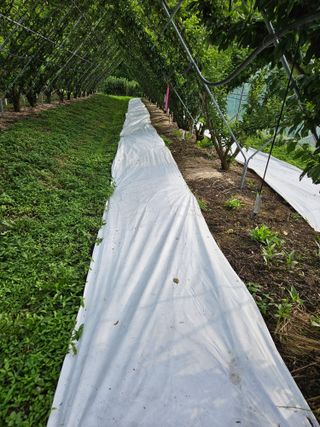 아홉사리 농장님의 자두 · 자유게시판 작성글 사진