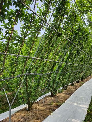 아홉사리 농장님의 자두 · 자유게시판 작성글 사진