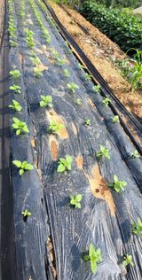 팜모닝 참깨·영농일지 게시글 이미지