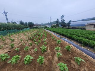 안성의 농사준비꾼님의 자유주제 · 자유게시판 작성글 사진