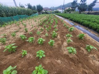 안성의 농사준비꾼님의 자유주제 · 자유게시판 작성글 사진