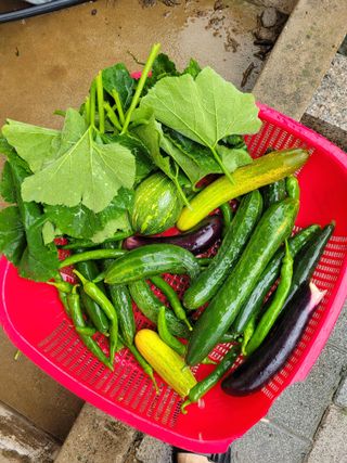 안성의 농사준비꾼님의 자유주제 · 자유게시판 작성글 사진