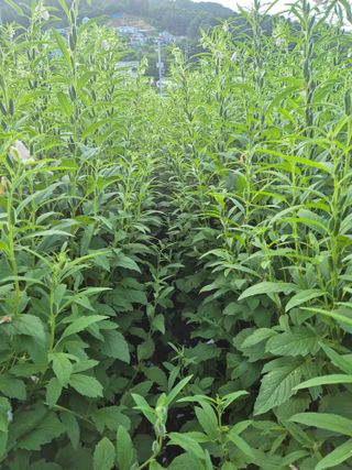 일체유심조님의 참깨 · 영농일지 작성글 사진