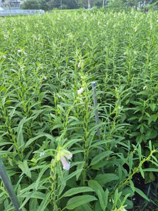 일체유심조님의 참깨 · 영농일지 작성글 사진