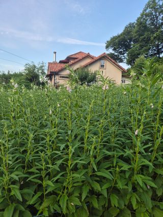 일체유심조님의 참깨 · 영농일지 작성글 사진
