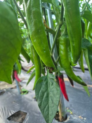 일체유심조님의 참깨 · 영농일지 작성글 사진