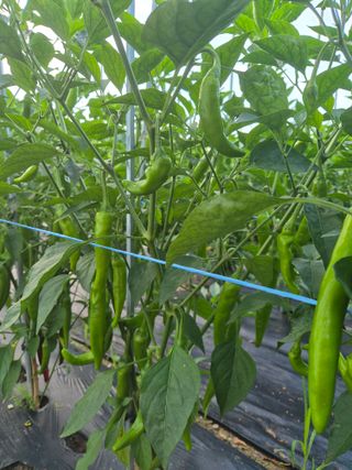 일체유심조님의 참깨 · 영농일지 작성글 사진