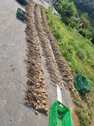 송채현님의 마늘 · 영농일지 작성글 사진