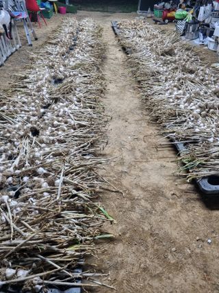 송채현님의 마늘 · 영농일지 작성글 사진