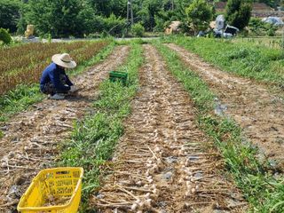 송채현님의 마늘 · 영농일지 작성글 사진