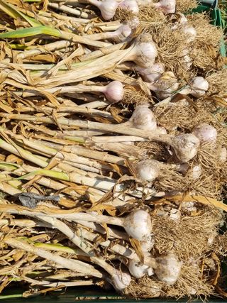 송채현님의 마늘 · 영농일지 작성글 사진