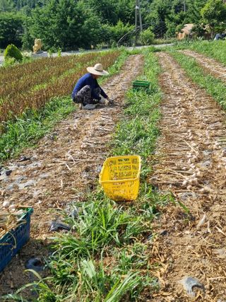 송채현님의 마늘 · 영농일지 작성글 사진