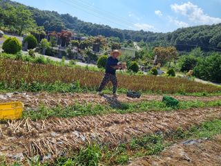 송채현님의 마늘 · 영농일지 작성글 사진