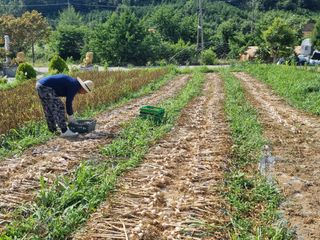 송채현님의 마늘 · 영농일지 작성글 사진
