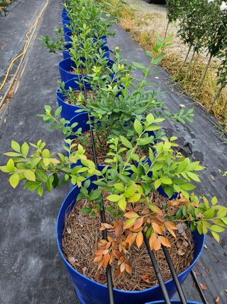 농민님의 블루베리 · 병해충상담 작성글 사진